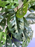 HP0098S Artificial Hanging Swiss Cheese Plant (Small) 50cm $35 x20 S89 | ARTISTIC GREENERY