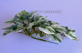 HP0099 Imitation Hanging Swiss Cheese Plant Variegated 49cm | ARTISTIC GREENERY