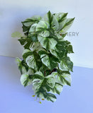 HP0099 Imitation Hanging Swiss Cheese Plant Variegated 49cm | ARTISTIC GREENERY