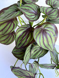 HP0102 Artificial Hanging Calathea Orbifolia 46cm Purple | ARTISTIC GREENERY