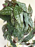HP0105 Faux Hanging Polka Begonia 84cm Purple | ARTISTIC GREENERY