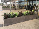 Banksia Grove Village Shopping Centre - Greenery Wall & Artificial Plants in Planters