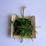 ACC0105 Succulent Art Mounted on Clay Plaque 20cm (SPECIAL) | ARTISTIC GREENERY