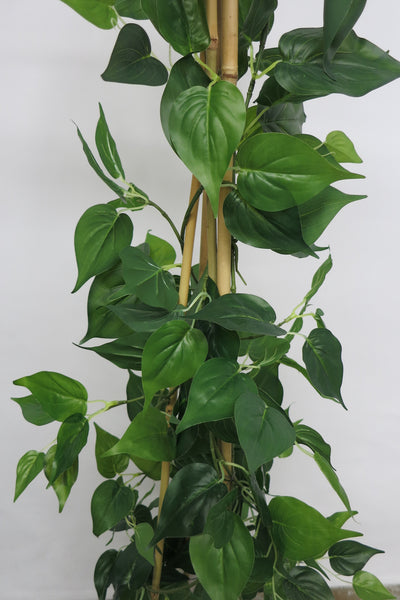 pothos creeper CP-1 Climbing Plant Creeper Plant