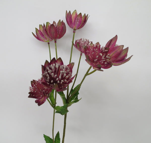 F0193 Silk Astrantia Plum 54cm silk flowers Perth Australia Faux