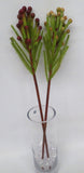 F0204 & F0205 Safari Pine Pick with Seeds /  Brunia 53-60cm 3 Styles