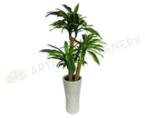 T0054 Dracaena Fragrans / Massangeana Cane / Happy Plant 120cm (2 Styles)