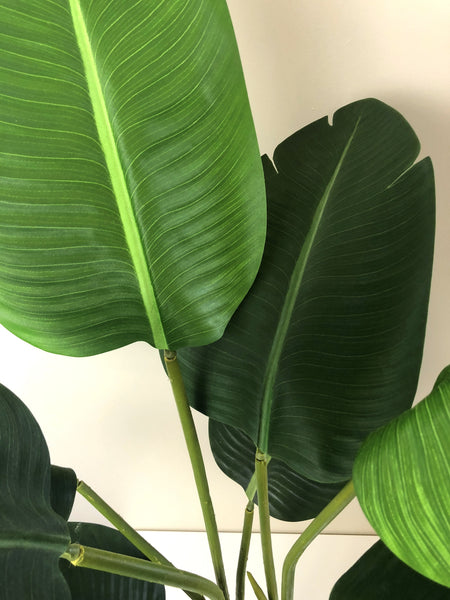 T0119 Small Giant Bird of Paradise Plant / Strelitzia Nicolai 110cm –  Artistic Greenery