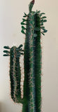 T0153 Prickly Finger Cactus 3 Sizes 180 / 140 / 100cm