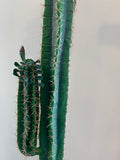 T0153 Prickly Finger Cactus 3 Sizes 180 / 140 / 100cm