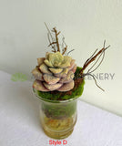 ACC0112 Faux Potted Succulent 4 Styles | ARTISTIC GREENERY 