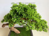 BON004 Artificial Bonsai 60cm - Green - High Quality | ARTISTIC GREENERY