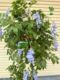 CT006 Faux Wisteria Tree with Purple Flowers 180cm | ARTISTIC GREENERY