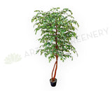 CT008 Artificial Variegated Ficus Tree 160cm or 180cm | ARTISTIC GREENERY