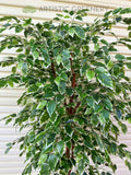 CT008 Artificial Variegated Ficus Tree 160cm or 180cm | ARTISTIC GREENERY