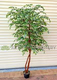 CT008 Artificial Variegated Ficus Tree 160cm or 180cm | ARTISTIC GREENERY
