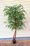 CT008 Artificial Variegated Ficus Tree 160cm or 180cm | ARTISTIC GREENERY