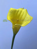 F0008 Faux Calla Lily / Arum Lily Stem 67cm Yellow | ARTISTIC GREENERY