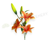 F0303 Artificial Orange Tiger Lily 72cm Orange | ARTISTIC GREENERY 百合