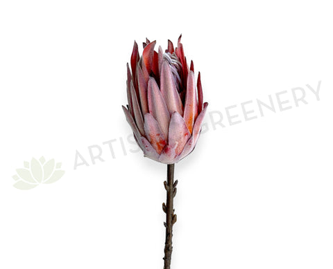 F0333L-N Faux King Protea (Dried Style) 54cm Brown | ARTISTIC GREENERY