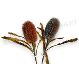 F0436 Artificial Dried Style Banksia Serrata 62cm Brown / Red | ARTISTIC GREENERY