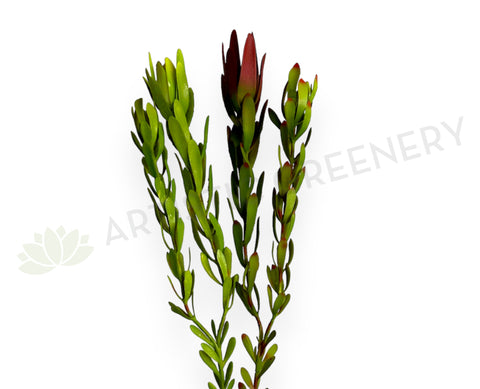 F0437 Faux Leucadendron / Safari Sunset Double Stem 83cm 2 Colours | ARTISTIC GREENERY