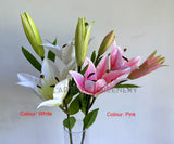 F0455 Artificial Lily Spray 79cm White / Pink | ARTISTIC GREENERY