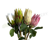 F0457 Artificial Queen Protea Stem 67cm 4 colours | ARTISTIC GREENERY 