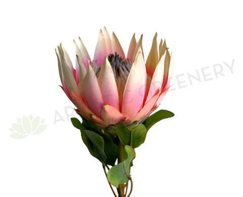 F0458 Silk King Protea Stem 72cm Pink | ARTISTIC GREENERY