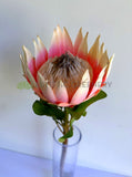 F0458 Silk King Protea Stem 72cm Pink | ARTISTIC GREENERY