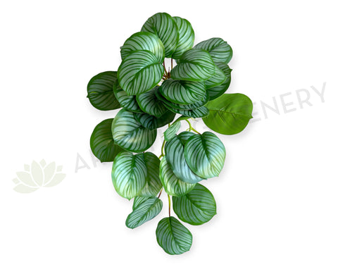 HP0095 Hanging Calathea Orbifolia 63cm
