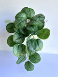 HP0095 Hanging Calathea Orbifolia 63cm