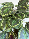 HP0096 Artificial Hanging Calathea Roseopicta 63cm | ARTISTIC GREENERY