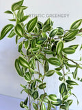 HP0097 Hanging Spiderwort / Tradescantia / Wandering Jew Plant 63cm 2 styles | ARTISTIC GREENERY