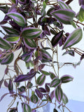 HP0097 Hanging Spiderwort / Tradescantia / Wandering Jew Plant 63cm 2 styles | ARTISTIC GREENERY