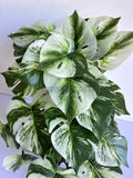 HP0099 Imitation Hanging Swiss Cheese Plant Variegated 49cm | ARTISTIC GREENERY