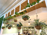Gardenia Cafe Currambine Central - Vertical Garden / Hanging Baskets / Climbing Vines