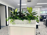 Perth Radiological Clinic (Subiaco) - Artificial Plants for Tambour Units| ARTISTIC GREENERY PERTH