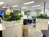 Perth Radiological Clinic (Subiaco) - Artificial Plants for Tambour Units| ARTISTIC GREENERY PERTH