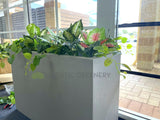 Perth Radiological Clinic (Waikiki) - Artificial Plants for Planter Boxes | ARTISTIC GREENERY