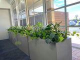 Perth Radiological Clinic (Waikiki) - Artificial Plants for Planter Boxes | ARTISTIC GREENERY