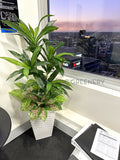 NHOA (Perth City) - Artificial Greenery Wall / Vertical Garden, Plants for Hanging Baskets & Built-in Shelf