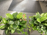 Perth Radiological Clinic (Innaloo) - Artificial Plants for Planters | ARTISTIC GREENERY PERTH