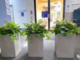 Perth Radiological Clinic (Innaloo) - Artificial Plants for Planters | ARTISTIC GREENERY PERTH