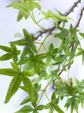 LEA0117 Artificial Green Maple Foliage 95cm | ARTISTIC GREENERY