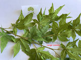LEA0127 Artificial Maple Foliage Green 88cm 2 Sizes (Leaves) | ARTISTIC GREENERY