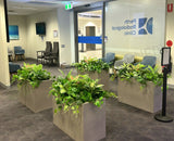 Perth Radiological Clinic (Wexford) - Artificial Plants & Planter Boxes | ARTISTIC GREENERY