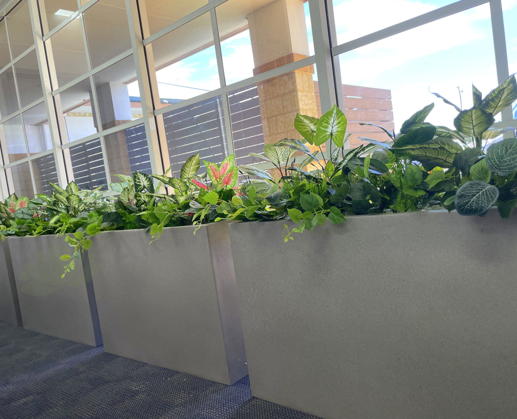 Perth Radiological Clinic (Waikiki) Artificial Plants for Planter