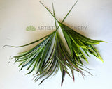 SP0131N Artificial Spider Plant 47cm 3 Styles (Chlorophytum Comosum / Ribbon Plant) | ARTISTIC GREENERY