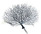 SP0149-S93 Artificial Coral Reef Plant Black 50cm (W) x 45cm (H) | ARTISTIC GREENERY